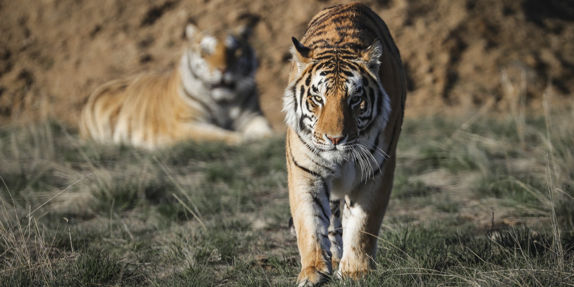 "Tiger King" the zoo of the Netflix phenomenon series closes its doors