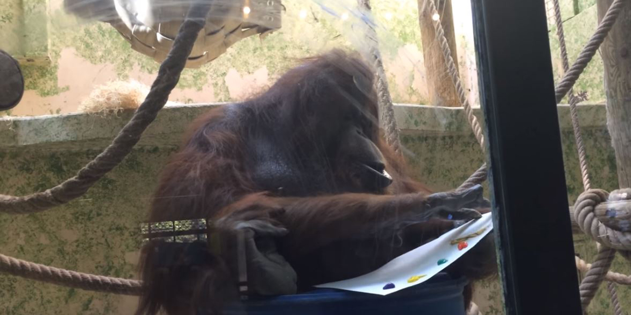 video des orangs outans inities a la peinture a paris