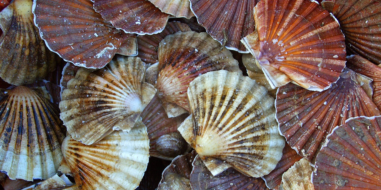 Coquilles SaintJacques altercations en mer entre Français et