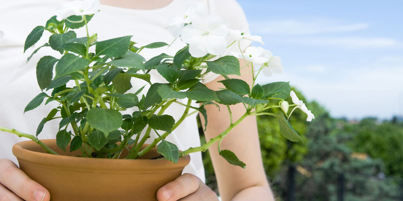 Comment prendre soin de ses plantes d'intérieur