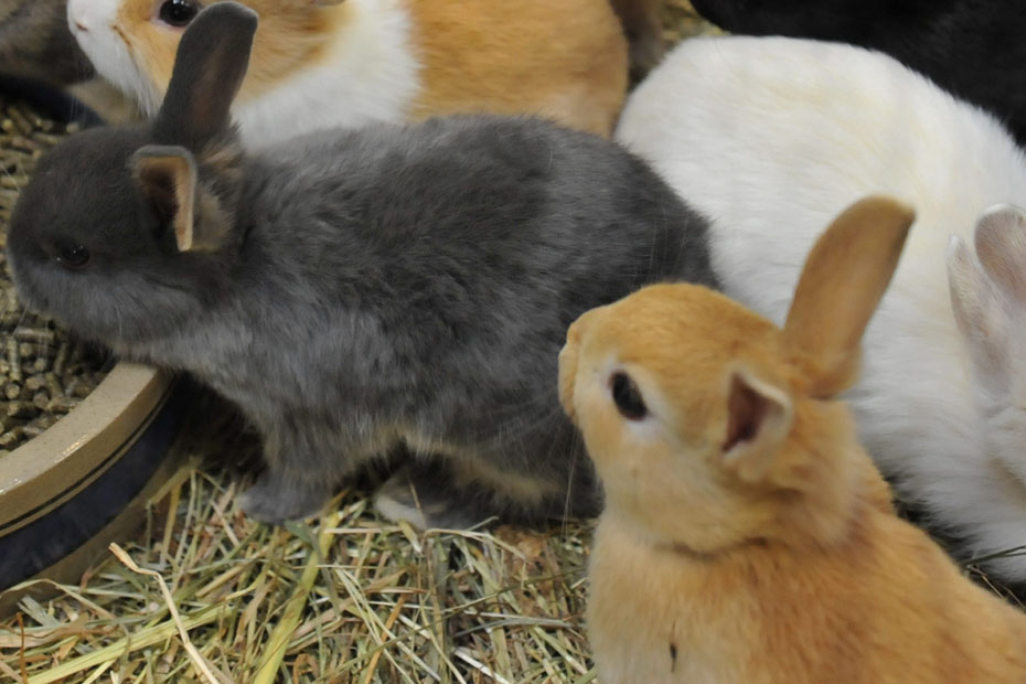 La chasse aux lapins est ouverte