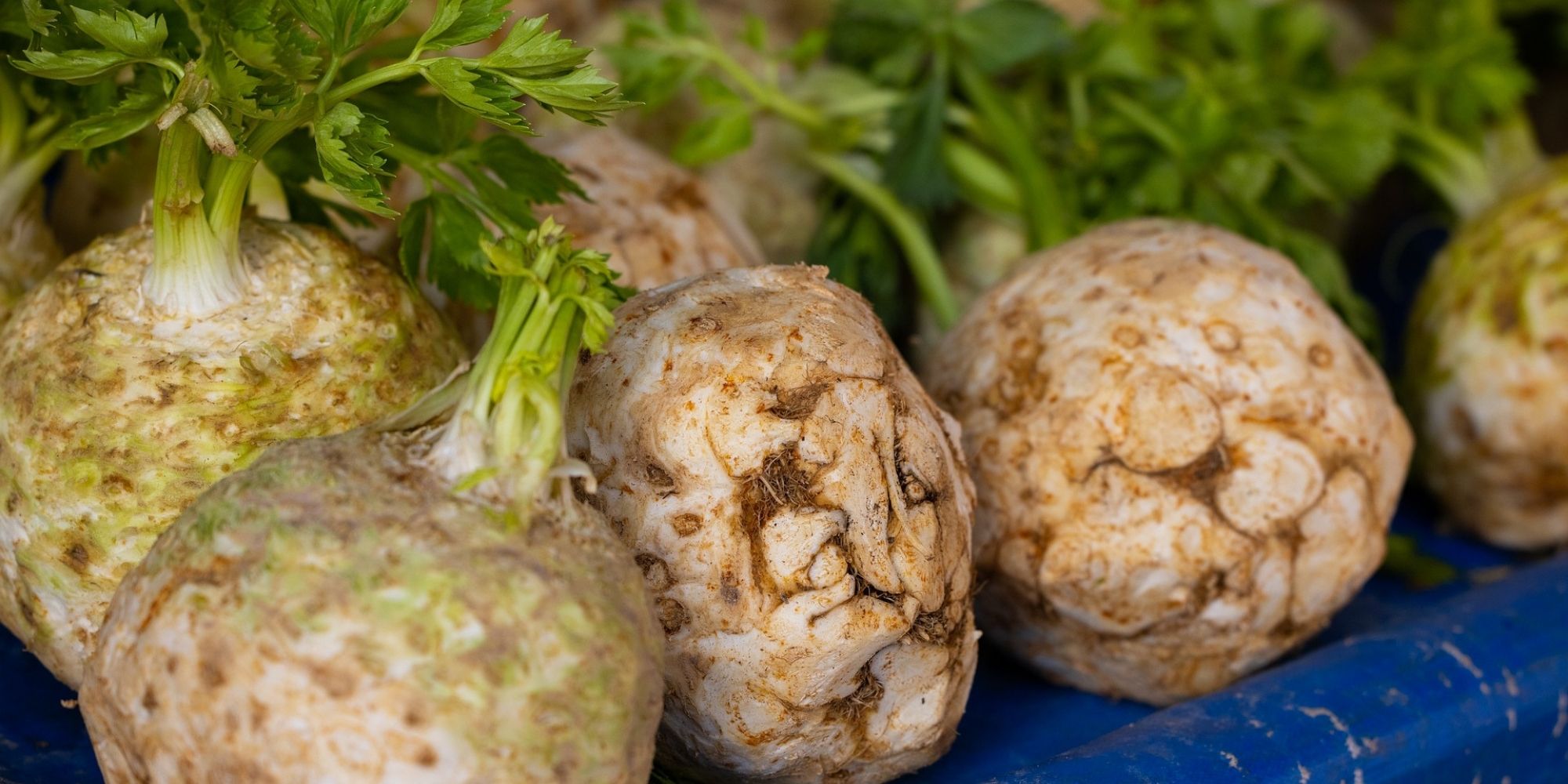 The celery remoulade recipe Teller Report