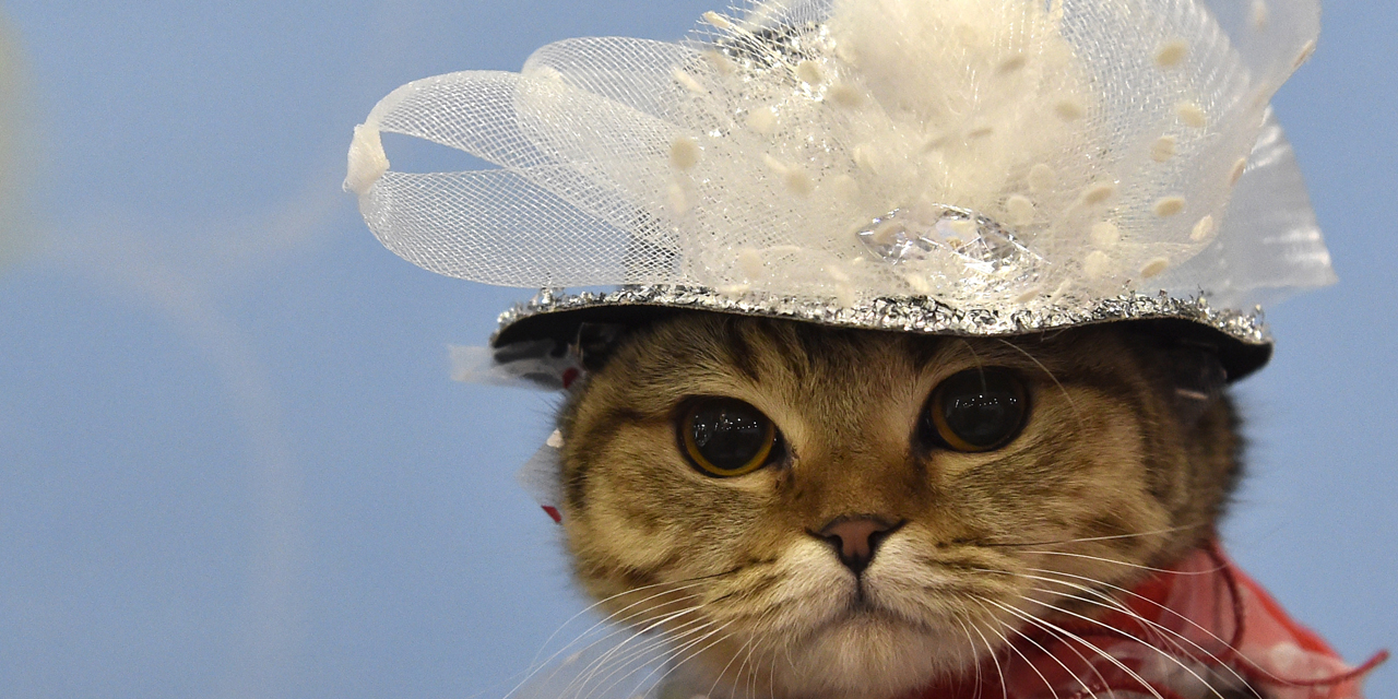 Le Chat Est Il Notre Ami Ou Notre Ennemi Le Chat Est Il Notre Ami Ou Notre Ennemi