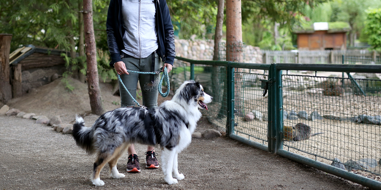 Le Berger Australien Est Le Chien Préféré Des Français