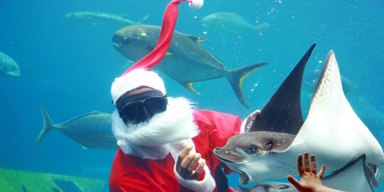 Le Noël des animaux
