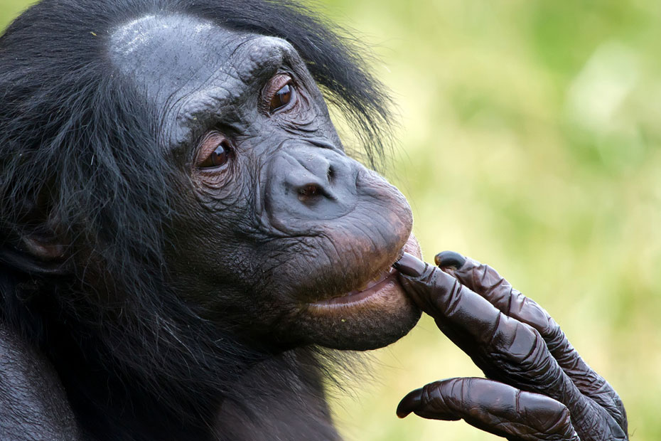 Non, les singes ne mangent pas de bananes