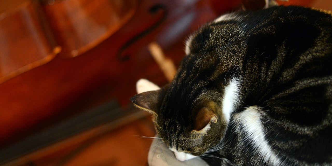 Nos Amis Les Betes En Musique