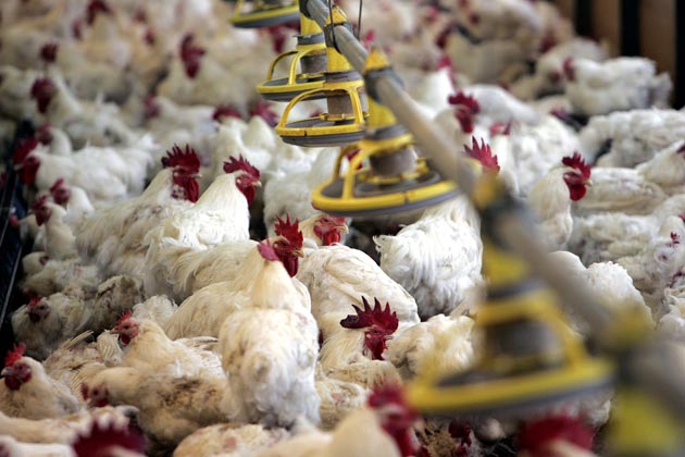 Pourquoi les poules ne volent-elles pas