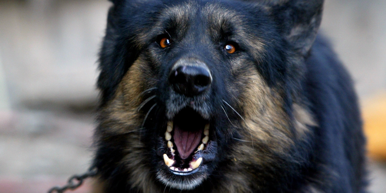 Yvelines 132 points de suture pour un enfant mordu par un chien