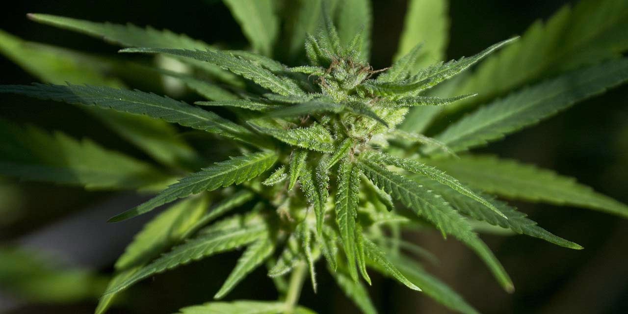1 4 Tonne De Cannabis Saisie Au Large De La Guadeloupe