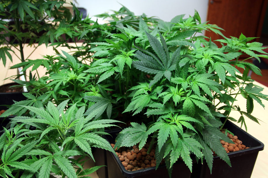 3 000 Pieds De Cannabis Saisis Dans L Aube