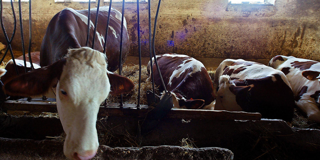 Bas Rhin Soixante Trois Bovins Tues Par Une Reaction Chimique