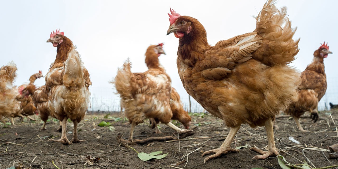 Bretagne un renard tué par des poules dans un poulailler