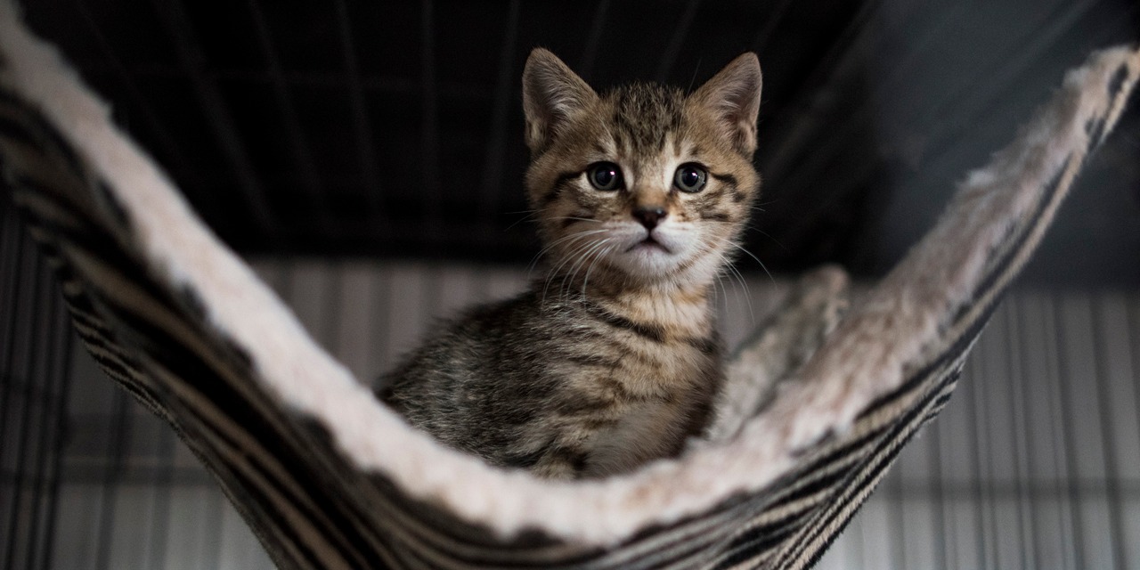 Charente Le Sort D Une Portee De Chats Jetee Sur Une Nationale Indigne Les Internautes