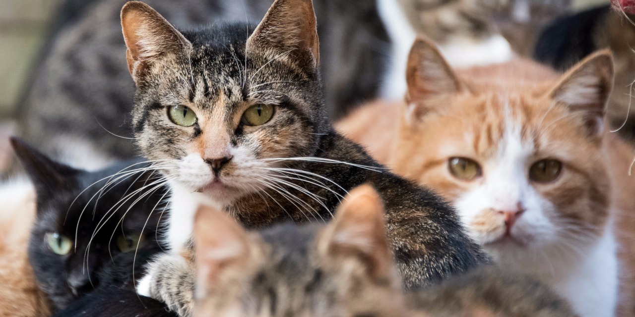Dans Le Squat D Un Sdf Des Dizaines De Chats Sequestres Maltraites Ou Decapites