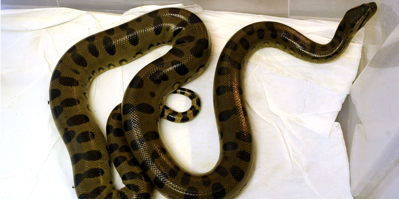 Gard : un anaconda découvert par trois enfants