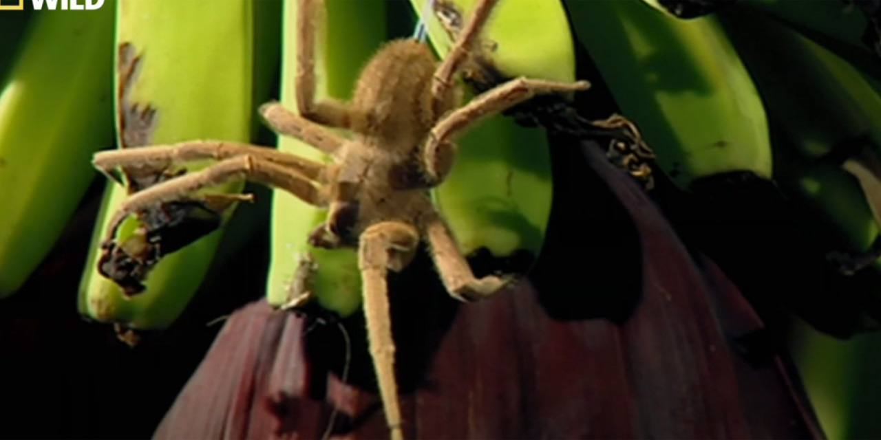 Il Trouve L Araignee La Plus Dangereuse Du Monde Dans Son Colis