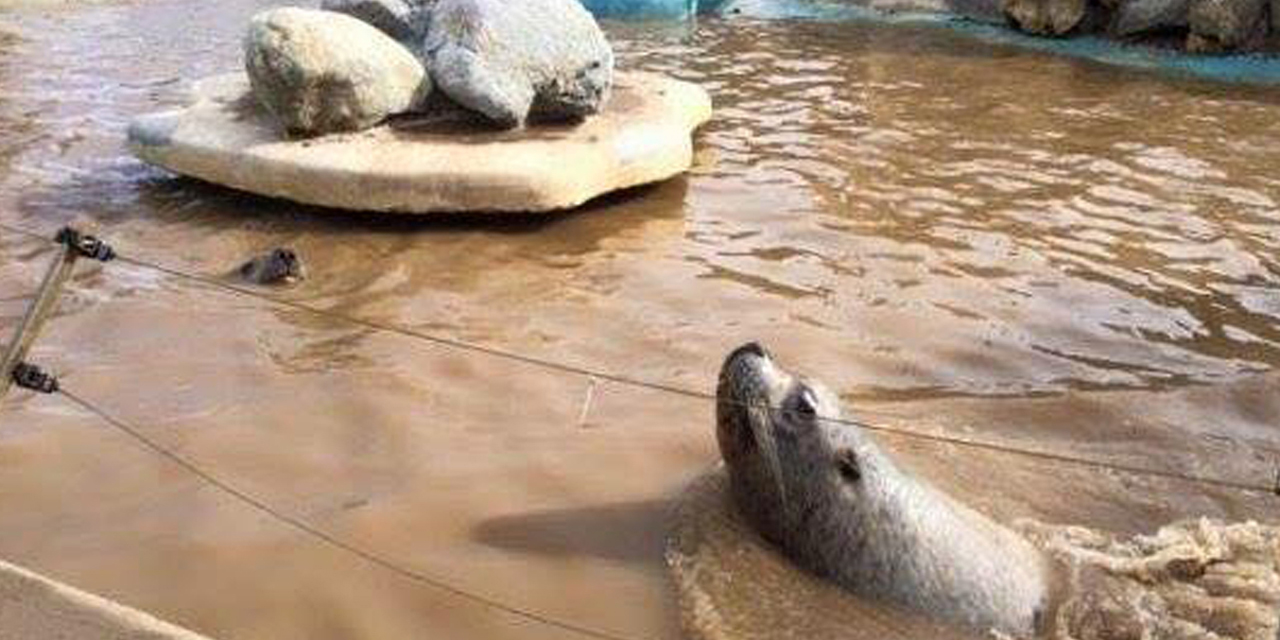 Inondations : le Parc Marineland d'Antibes dévasté