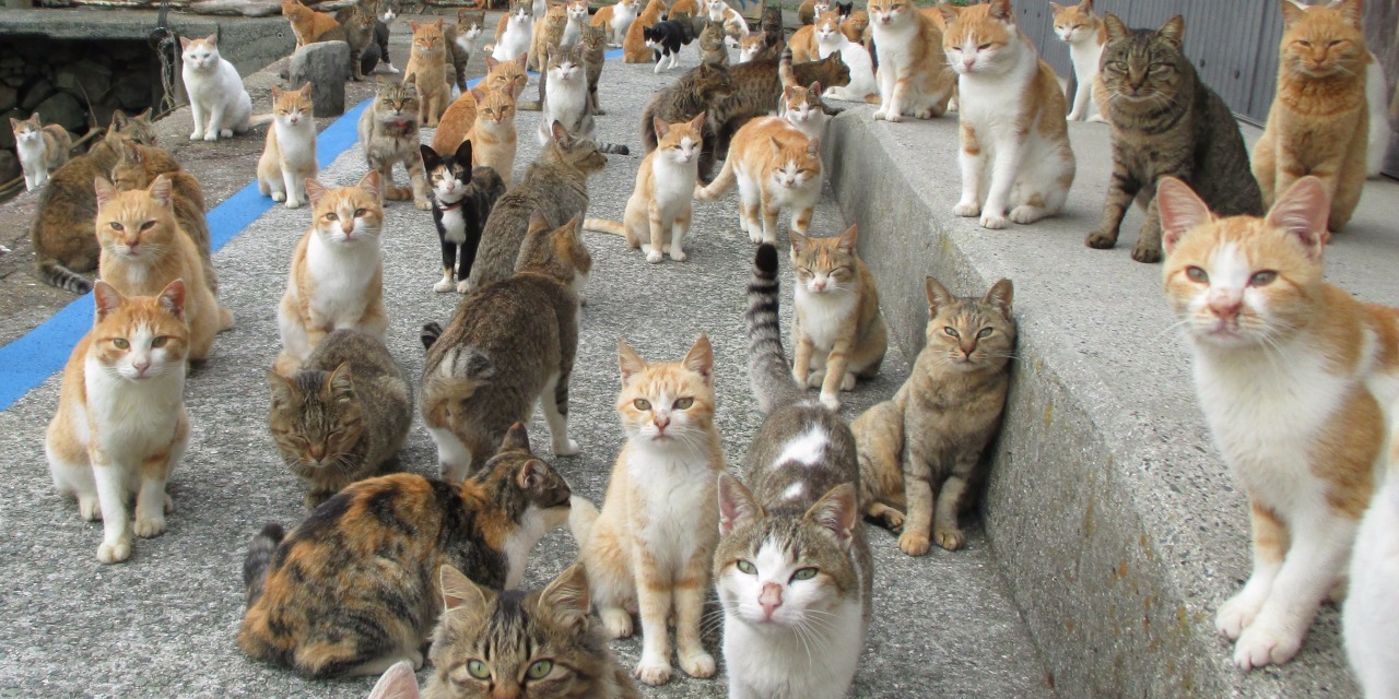 Paris Une Femme Vivait Dans Un Studio De 25 M Avec 130 Chats