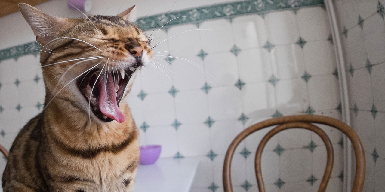 Comment Punir Un Chat Qui Monte Sur La Table