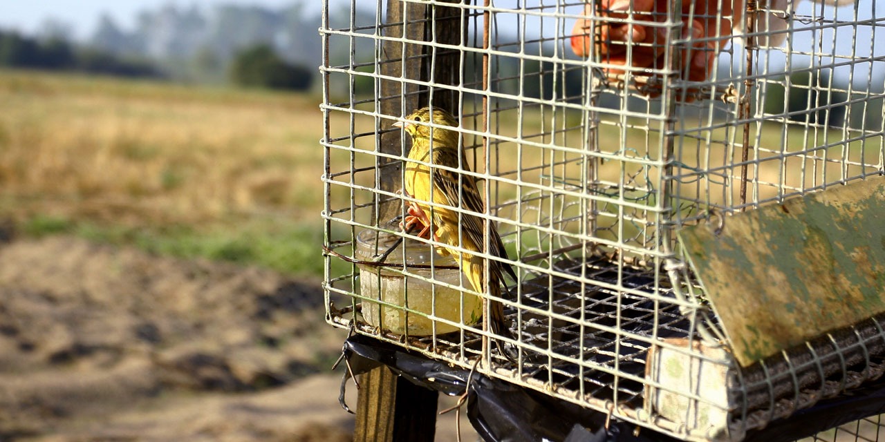 Record Capture Of 1903 Bird Traps In A Poacher In The Var