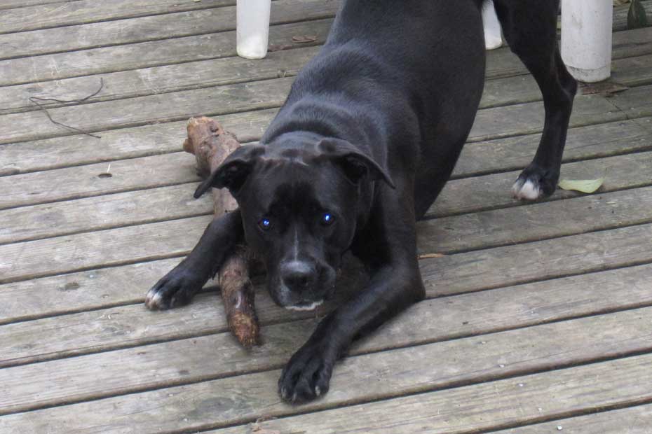 Un Chien Qui A Mordu Remordra T-il