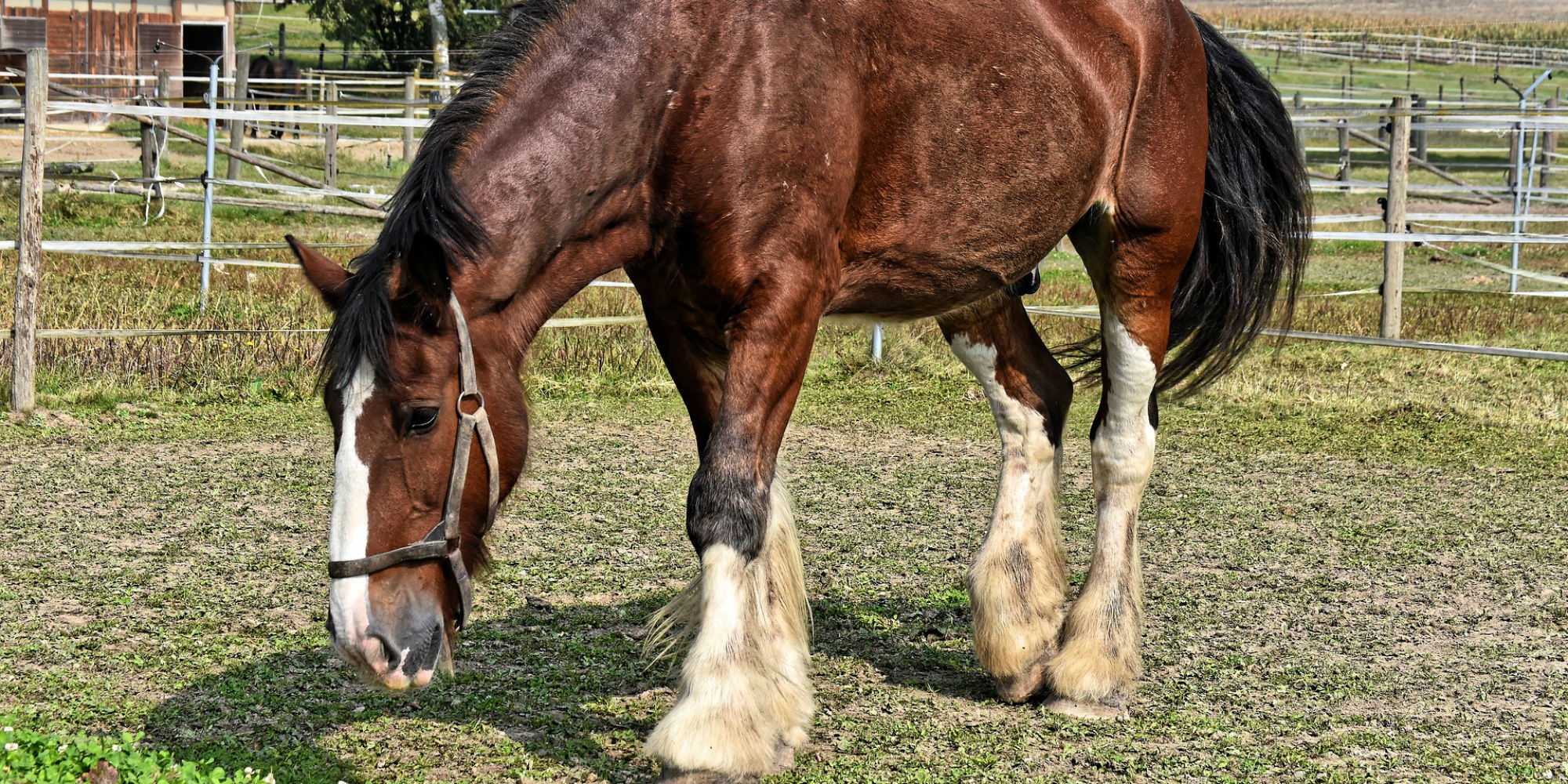 Un Cheval Blesse Au Couteau En Cote D Or Deux Suspects Recherches Les dents de lait sont blanches et les dents permanentes (qui apparaissent entre 2 par exemple, un cheval dont la rainure de galvayne n'est présente que dans la moitié basse du coin de l'incisive va avoir entre 23 et 25 ans. cheval blesse au couteau en cote d or