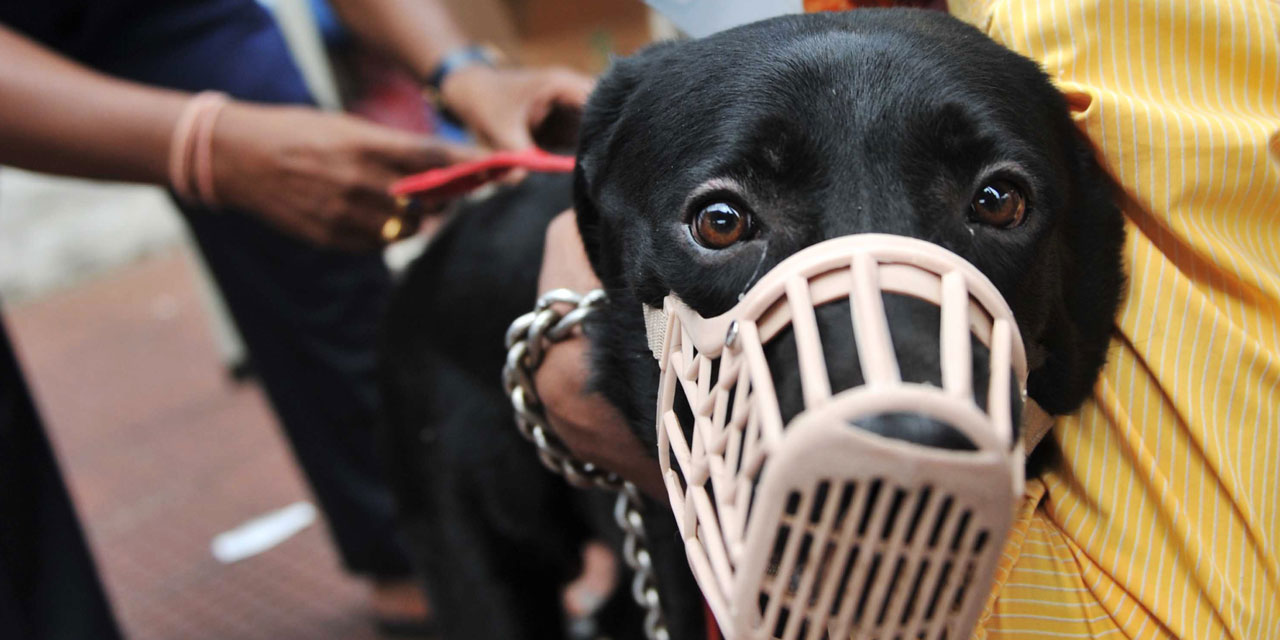 Un Chien Qui A Mordu Remordra T-il