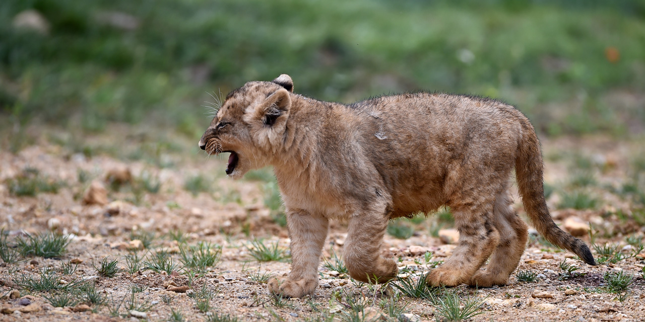 Un Lionceau Retrouve Dans Un Appartement En Seine Saint Denis Un Lionceau Retrouve Dans Un Appartement En Seine Saint Denis
