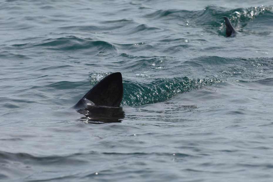 un-requin-dans-le-nord-pas-de-calais