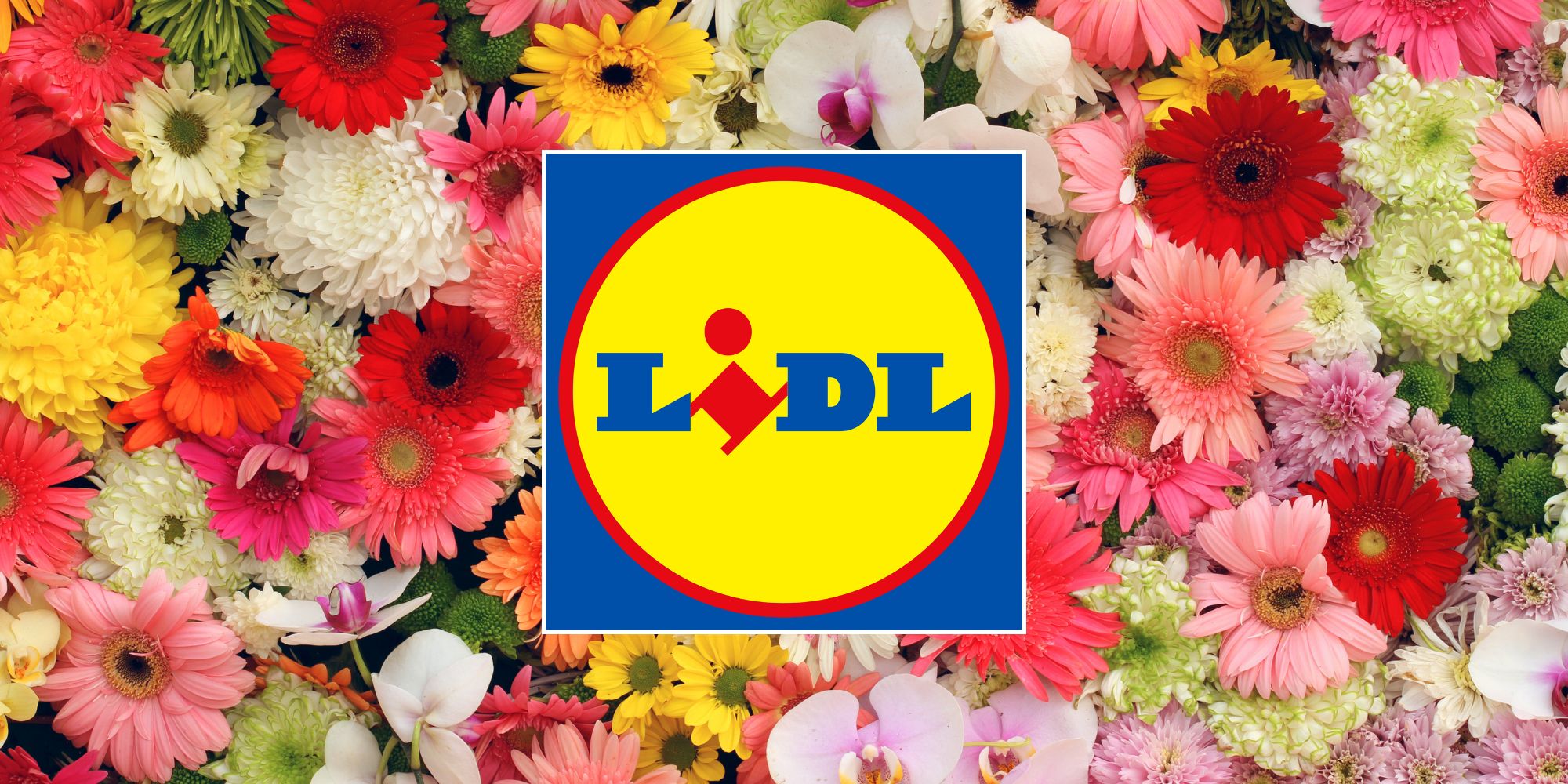 Lidl sort un pot à fleurs design en stock limité et son prix est surprenant