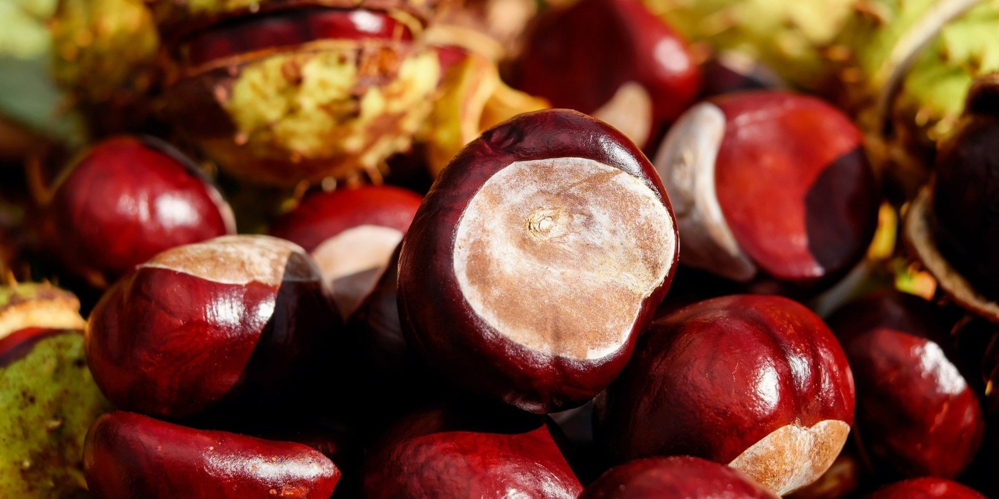 Emoi au championnat du monde de marrons : un octogénaire soupçonné de triche Emoi au championnat du monde de marrons : un octogénaire soupçonné de triche