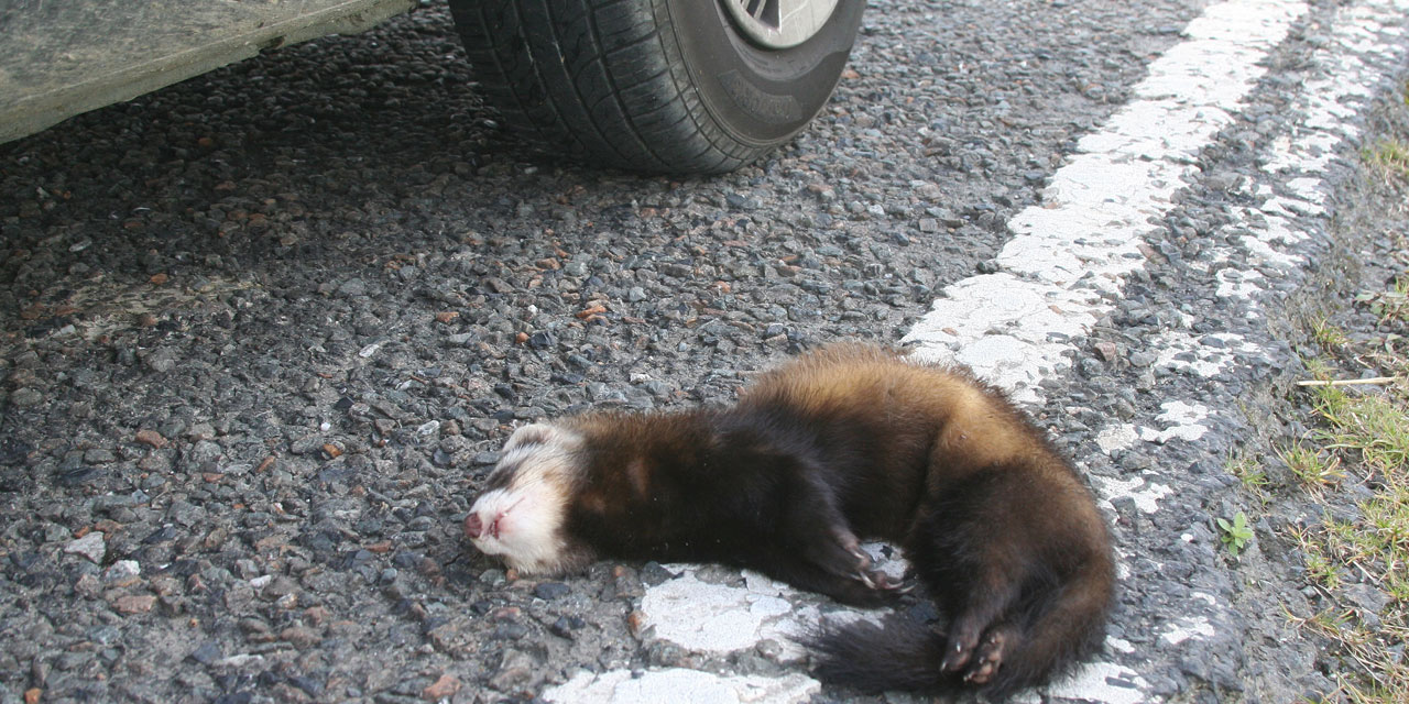 France Le Declin Du Putois D Europe Juge Preoccupant