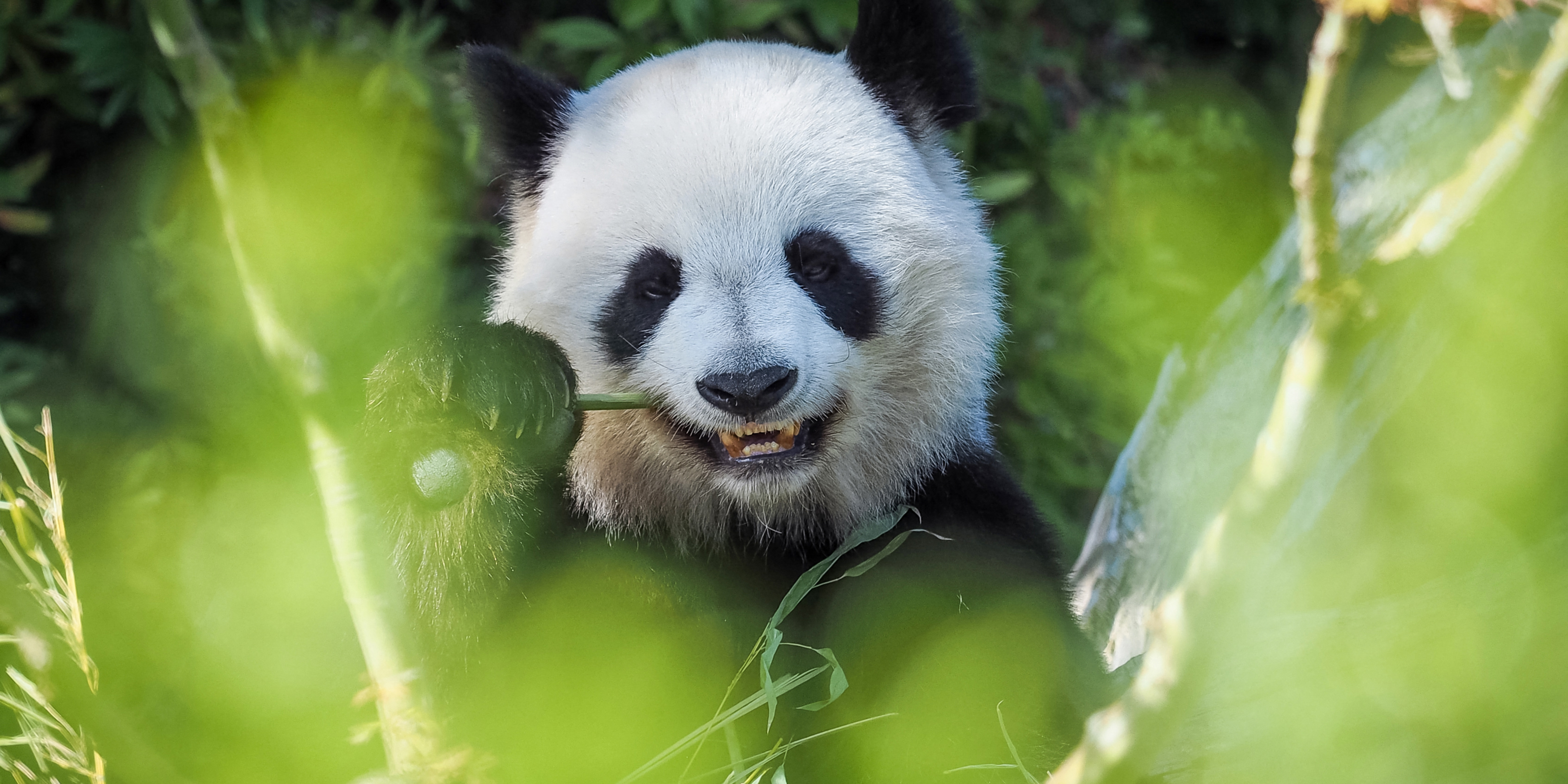 Huan Huan The Female Panda From Zooparc De Beauval Is Pregnant Maybe Twins Teller Report