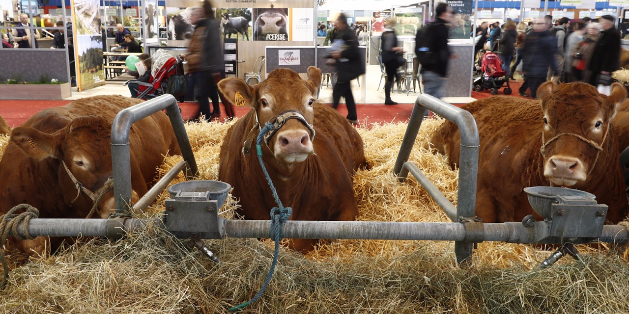 Mort De Cerise La Vache Star Du Salon De L Agriculture