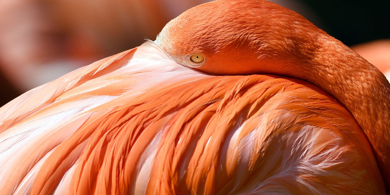 Flamant Rose Crapaud Et Hippocampe Focus Sur Les Supers Peres Du Regne Animal
