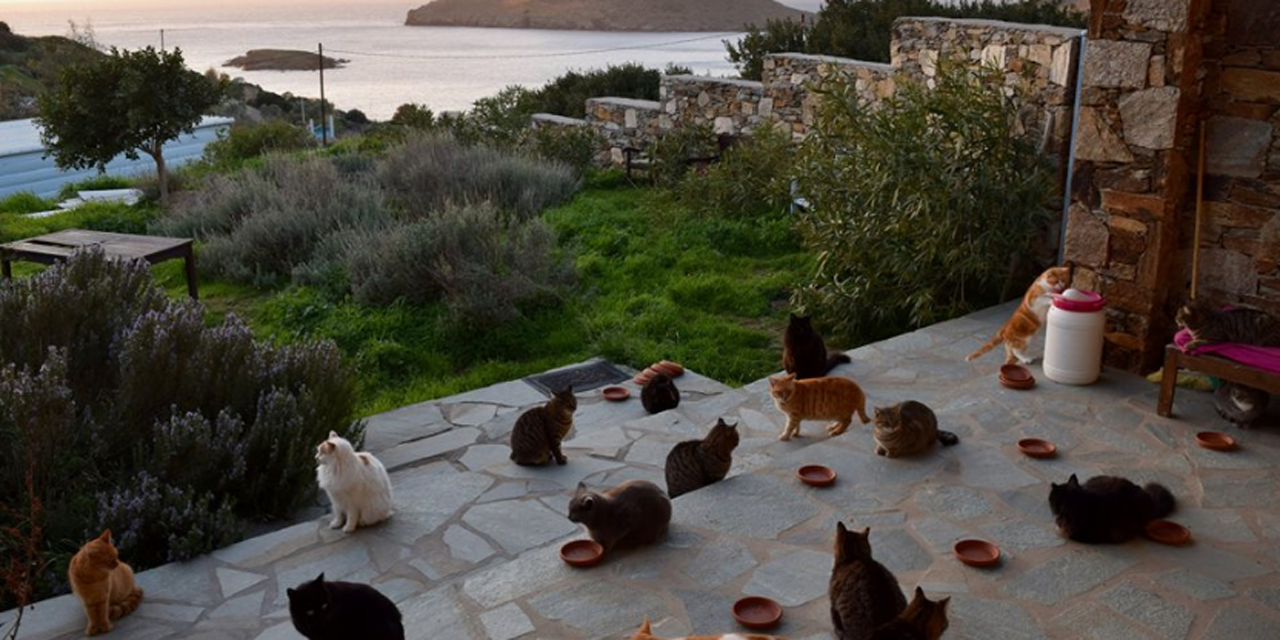 S Occuper De 55 Chats Sur Une Ile Grecque Ce Job De Reve Qu On S Arrache Sur Facebook