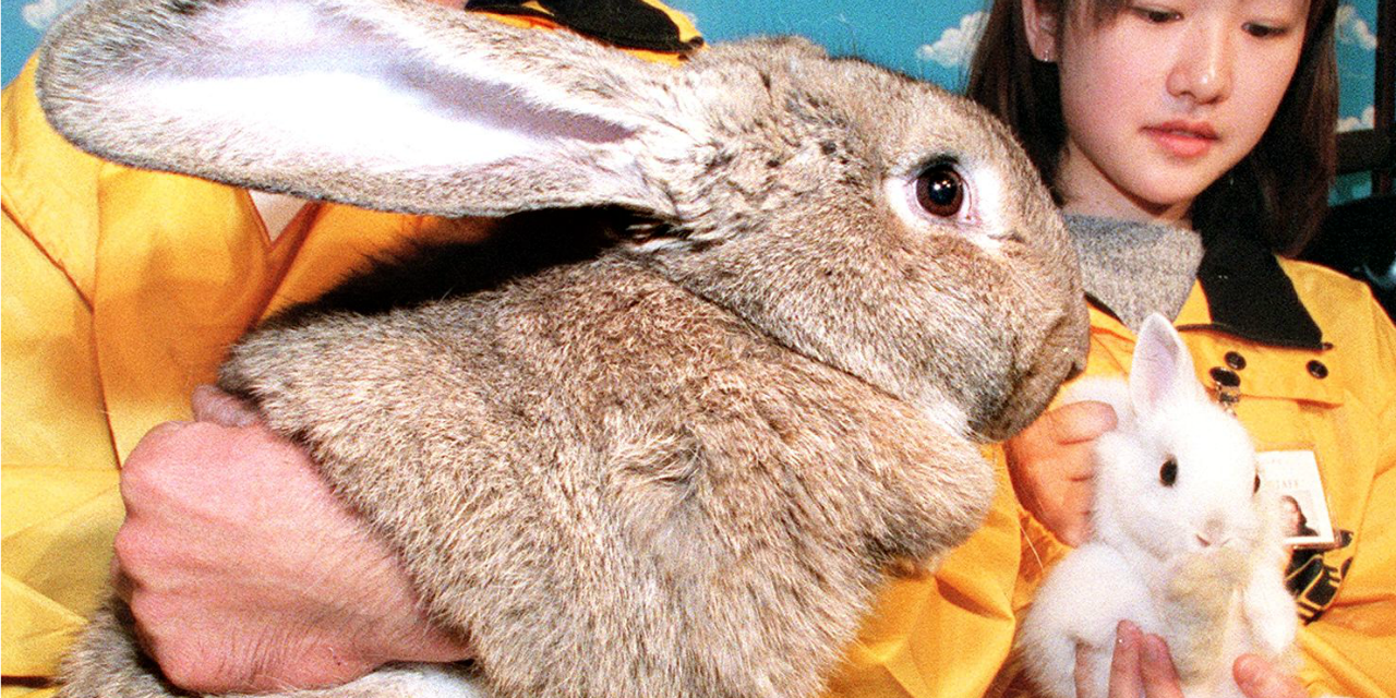 Fauché Comme Un Lapin En Plein Vol Un lapin géant meurt dans une soute de United Airlines