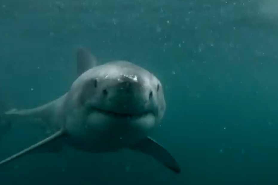 Le Requin A Le Sang Chaud Ou Froid VIDÉO - Il plonge et se fait attaquer par un requin
