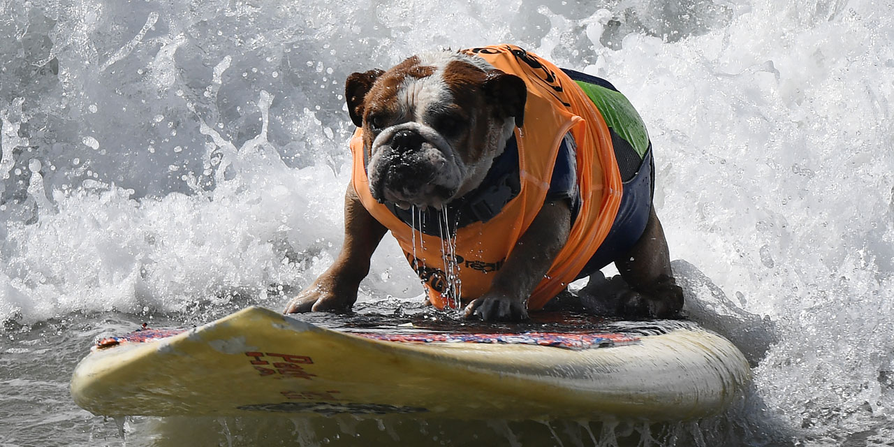 VIDÉO Surf City Surf Dog, le rendezvous des chiens surfeurs