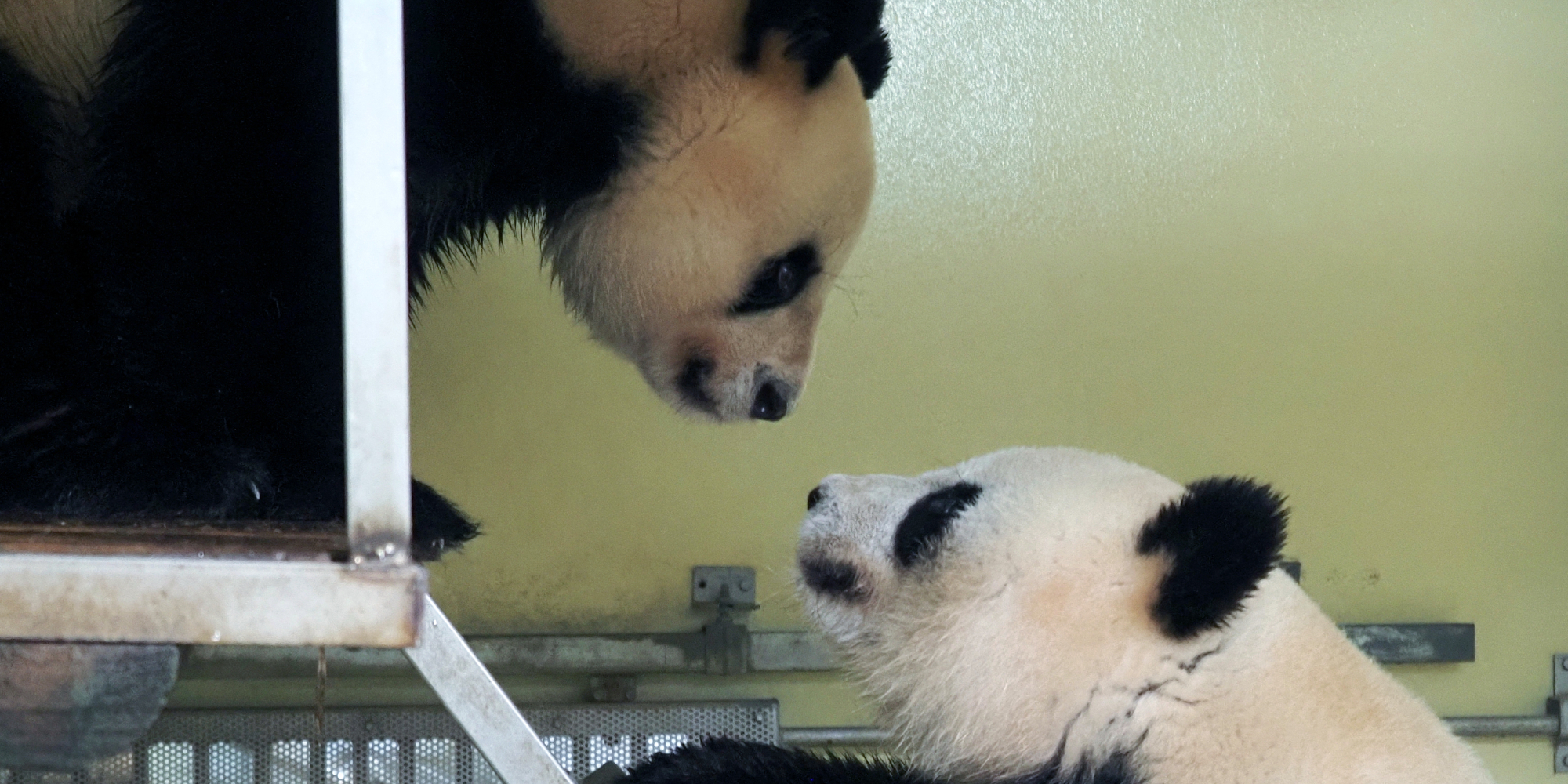 Beauval Zoo Pandas Huan Huan And Yuan Zi Mate Teller Report
