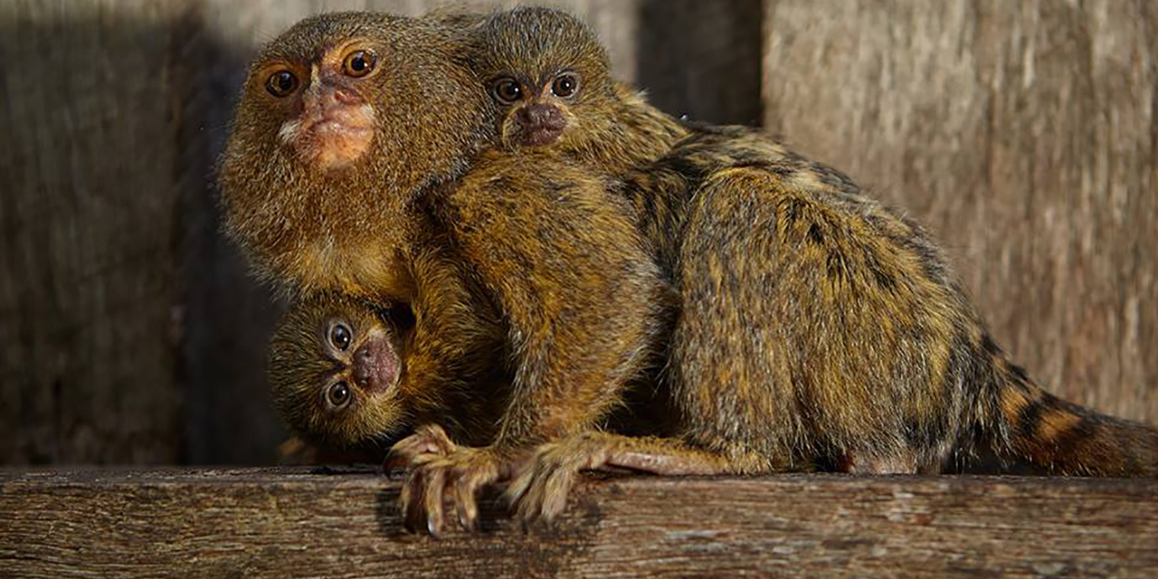 Australie Un Bebe Singe Vole Dans Un Zoo A Pu Retrouver Sa Mere