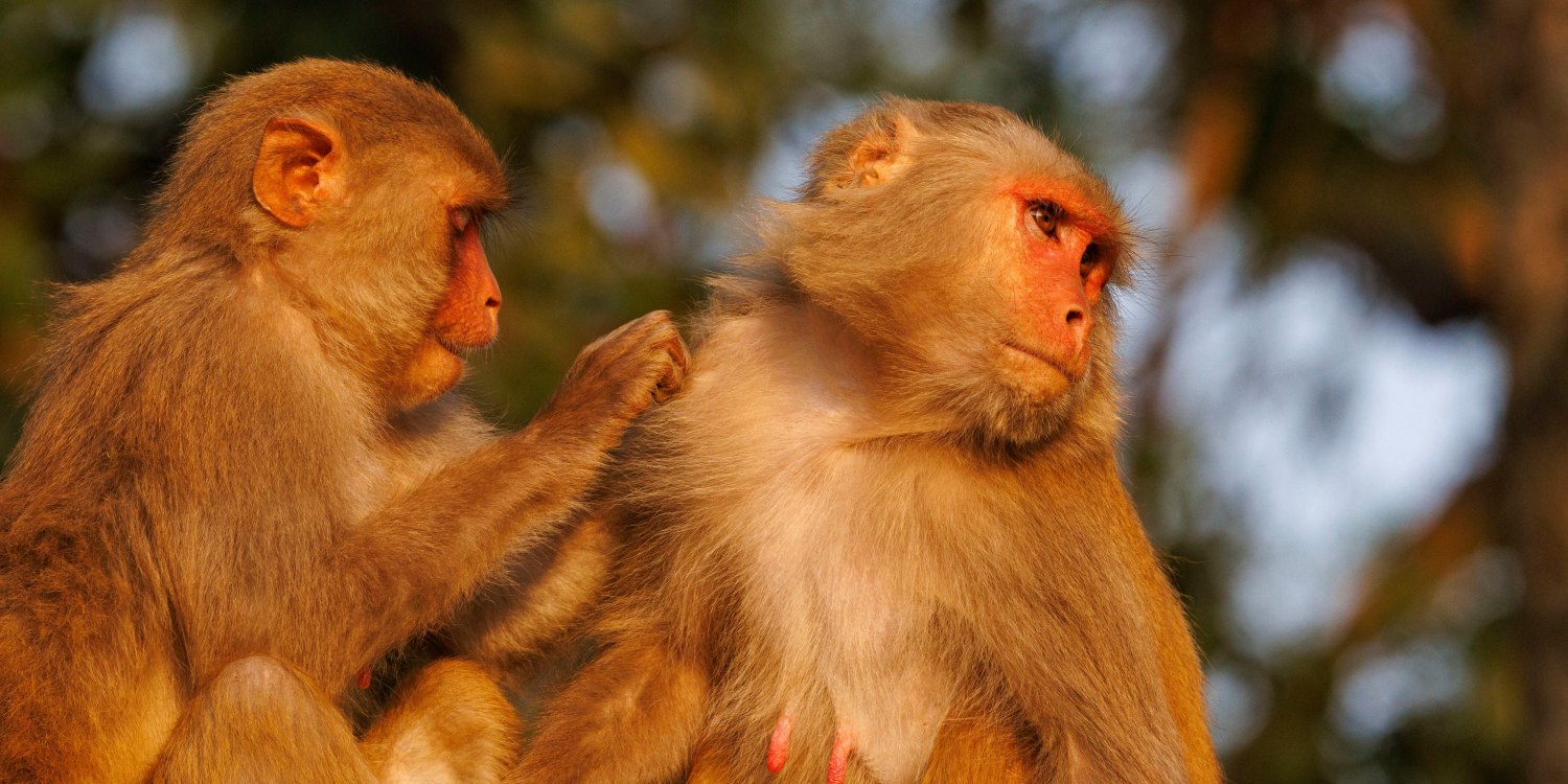 Aux Etats-Unis, la police à la recherche de 43 macaques en cavale