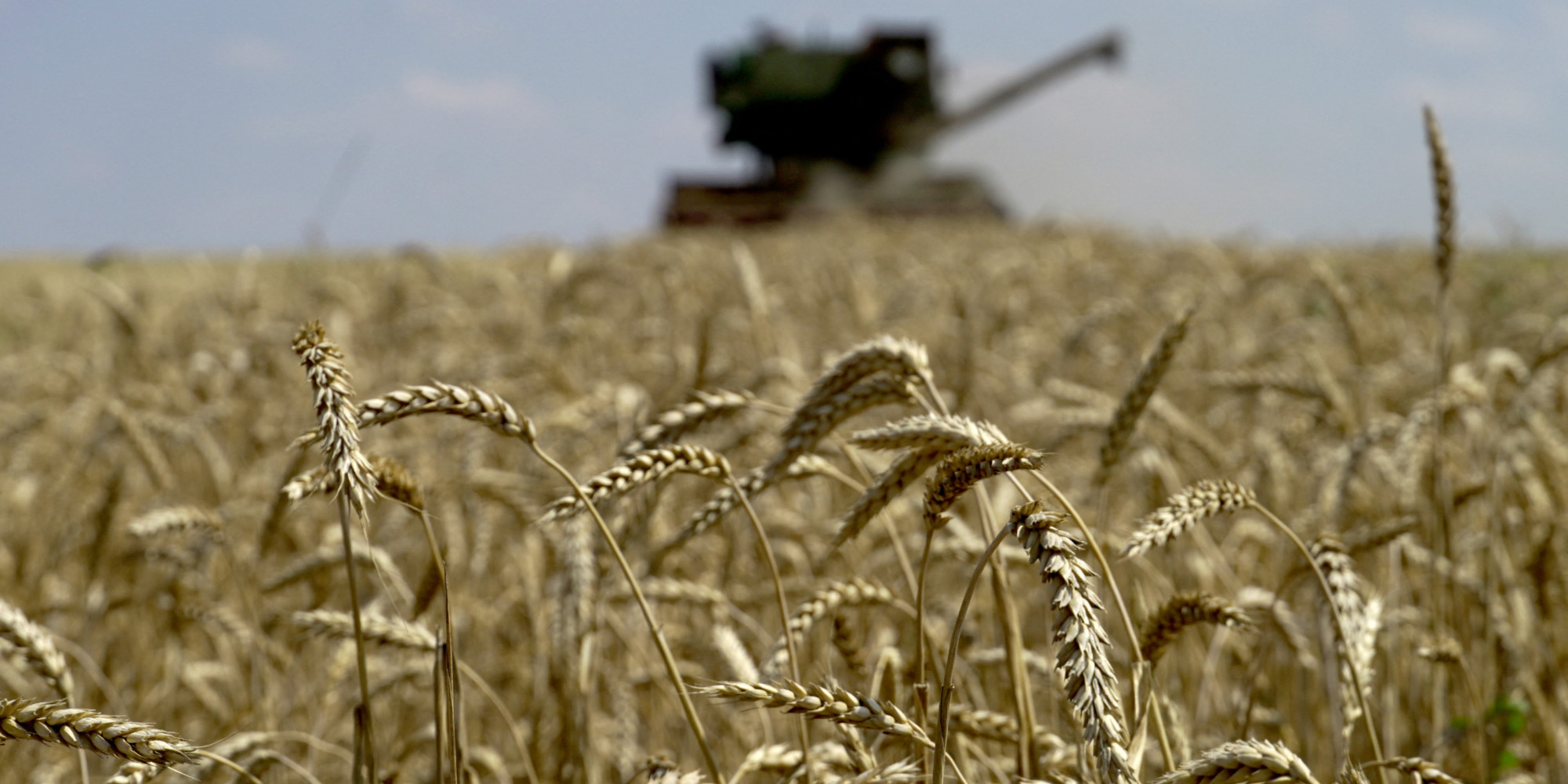 Ukrainian cereals the EU “urges Russia to reconsider its decision”