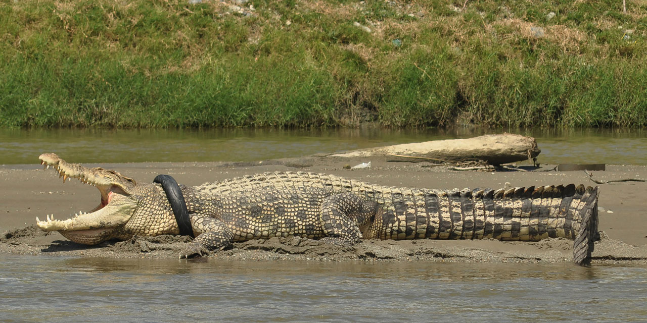 Logo avec clearance un crocodile