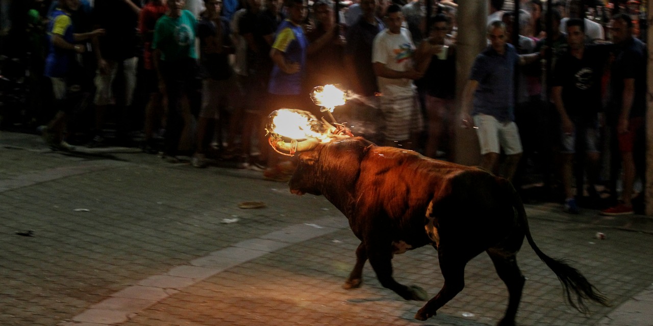 Espagne Un Taureau Les Cornes En Flammes Se Tue En Pleine Corrida