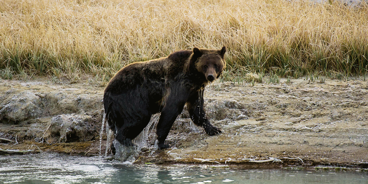 Etats Unis Un Homme Tue Par Un Ours Dans Le Parc De Yellowstone
