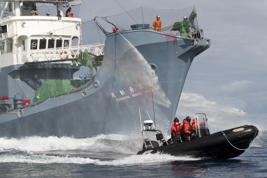 Japon : la chasse à la baleine est ouverte