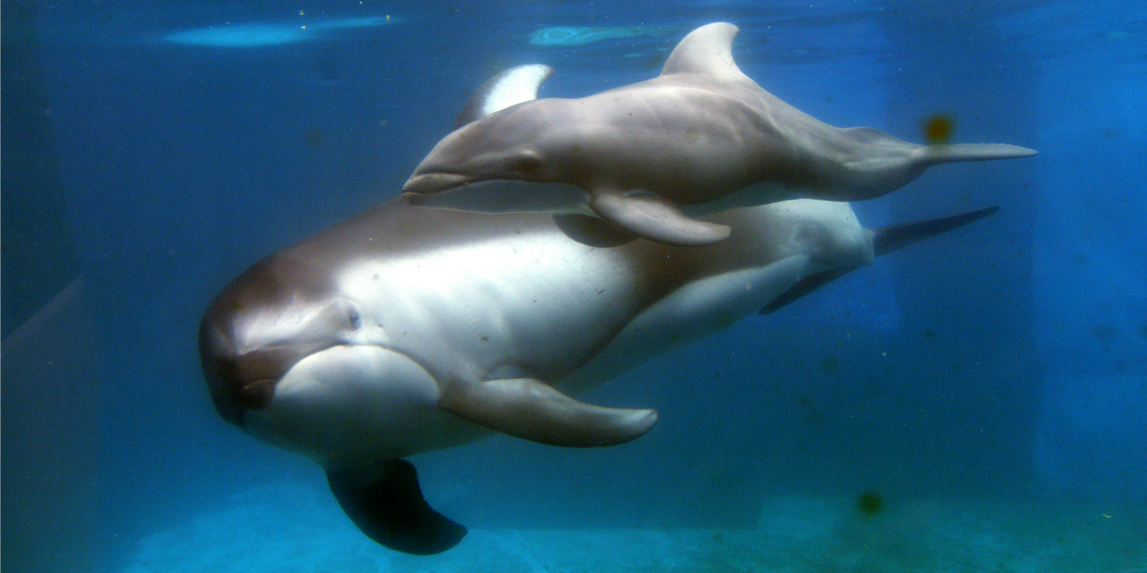 La Naissance D Un Bebe Dauphin Est Filmee A L Aquarium De Chicago La Naissance D Un Bebe Dauphin Est Filmee A L Aquarium De Chicago