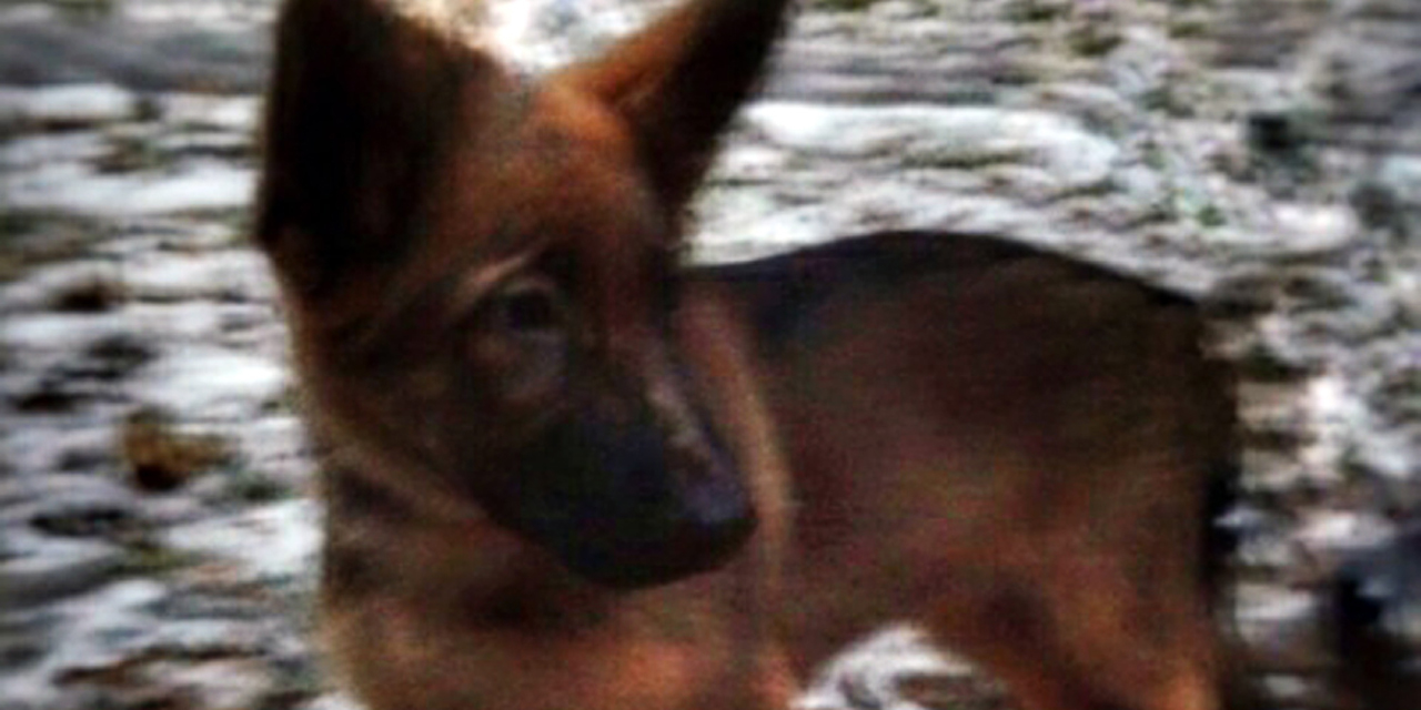 Si La Russie Attaque La France La Russie offre un chiot à la France pour remplacer Diesel, la chienne